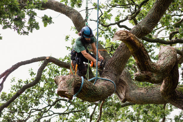 Best Tree Mulching  in Galena, IN