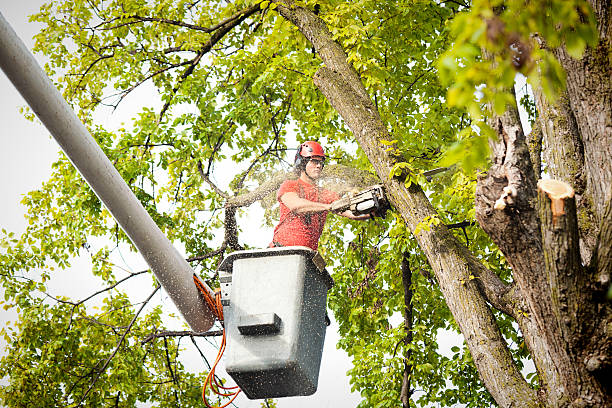 Professional Tree Services in Galena, IN