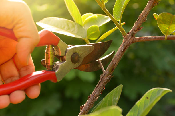 How Our Tree Care Process Works  in  Galena, IN